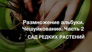 Размножение альбуки спиралис. Чешуйкование, часть 2. Удивительный способ размножения спаржевых.