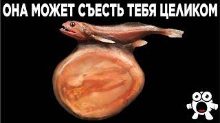 Животные с Удивительными Способностями
