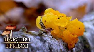 Необычные грибы. Царство грибов @Моя Планета