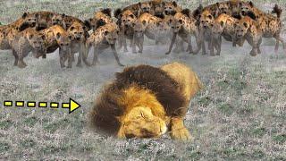 EPİC BATTLE: King Lion vs Hyenas | Big Cat: Lion Attacked by Clan of Hyenas | Wild Animal Attacks