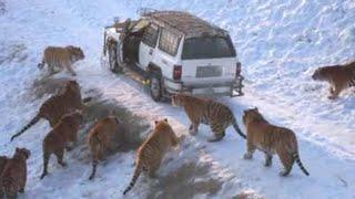 Самые Невероятные Столкновения с Дикими Животными на Дороге!