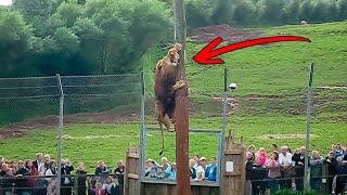 9 САМЫХ ЗРЕЛИЩНЫХ ШОУ, КОТОРЫЕ ПОРАЗЯТ ВСЕХ