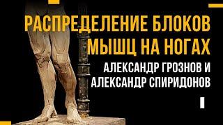 Анатомия онлайн – распределение блоков мышц на ногах