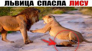 6 Удивительных Случаев, Когда Львы Повели Себя Странно!