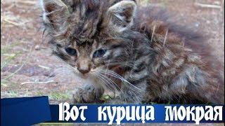 КОТЕНОК сидел под ДОЖДЕМ, не двигаясь с места...
