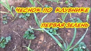 ЧЕСНОК ПО КЛУБНИКЕ ВЕСНОЙ  / ПЕРВАЯ ЗЕЛЕНЬ В МОЕМ САДУ / МОЙ ОПЫТ САДОВОДСТВА