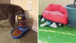 Кошачья логика, которую не дано понять человеку