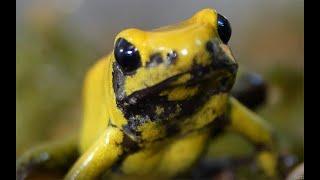 Удивительная Колумбия. Сезон размножения. Frog season.