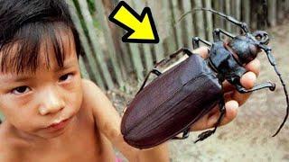 10 Insectos Más Grandes Del Mundo