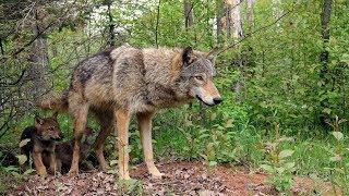 Волчонок жалобно смотрел на мать, сидя в капкане.