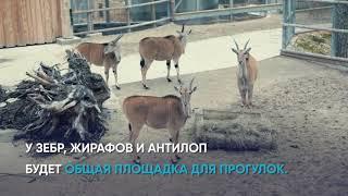 Рижский зоопарк приглашает на прогулку по "Африканской саванне"