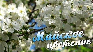 Сказочно-красивое МАЙСКОЕ ЦВЕТЕНИЕ и Потрясающая музыка !!!