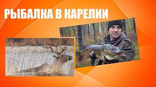 Рыбалка в Карелии Медведица спугнула оленей,  мы стали очевидцами заплыва...