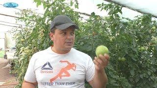 Вся правда о "дозаривании" томатов! Почему эти помидоры не вкусные?