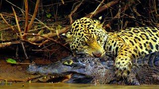 Must Watch! Jaguar Hunting Caiman | Big Battle: Jaguar vs Crocodile (Alligator) | Animal Attacks