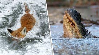 8 ЖИВОТНЫХ, ЗАМОРОЖЕННЫХ ВО ВРЕМЕНИ