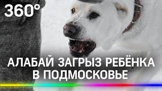 Алабай загрыз ребенка в Подмосковье