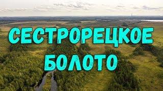 Экологическая тропа Сестрорецкое болото