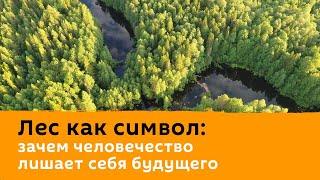 Лес как символ: зачем человечество лишает себя будущего