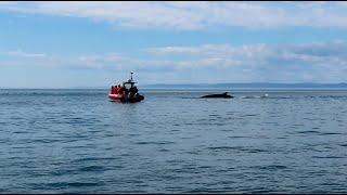 TADOUSSAC - CROISIÈRE AUX BALEINES EN ZODIAC - PARTIE 2
