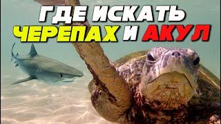 Акулы и черепахи! Бесплатный пляж на Шри-Ланке. Отдых на Унаватуне. Turtle Beach. Интересные места.