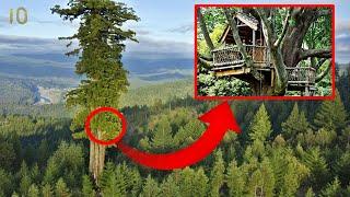 Самые Необычные Дома на Деревьях ТОП 15 Самых Красивых Домиков на Дереве в Мире