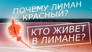 КУЯЛЬНИЦКИЙ ЛИМАН | МЕСТО ГДЕ ЖИВУТ АРТЕМИИ | КРАСИВЫЕ ВИДЫ И УДИВИТЕЛЬНЫЕ МЕСТА