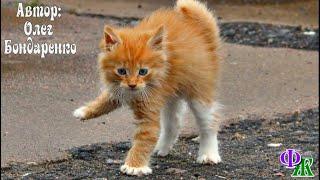 Никому ненужный КОТЕНОК плакал в одиночестве, он боялся сдвинуться с места, но вдруг появился ПЕС…