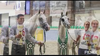 #arabianhorse #straightegyptian Арабские лошади прямой Египетской линии