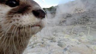 Amazing! Explore the boiling sulfur mountains with Aty! [Otter life Day 380]【カワウソアティとにゃん先輩】