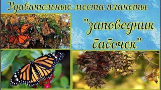 Заповедник бабочек.Удивительные места планеты