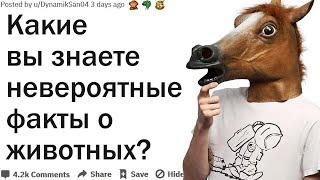 КАКИЕ ВЫ ЗНАЕТЕ УДИВИТЕЛЬНЫЕ ФАКТЫ О ЖИВОТНЫХ?| АПВОУТ