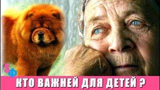 Пожилой МАМЕ не нашлось места в доме сына - свободную комнату занял элитный чау-чау