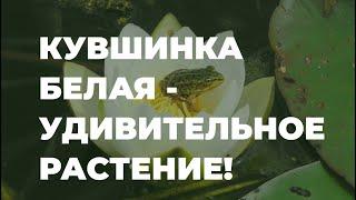 Кувшинка белая - удивительное растение! / Захар Травник
