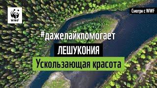 Трейлер фильма: Лешукония. Ускользающая красота