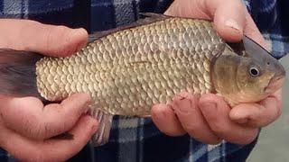 КАРАСЬ все же КЛЮЕТ / Днестр /  Маяки   / 52 км