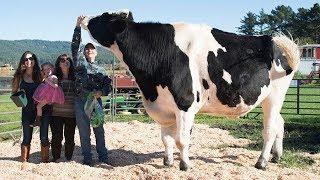 САМЫЕ Удивительные И НЕОБЫЧНЫЕ ФЕРМЫ В МИРЕ