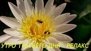 9. Бангкок 2019... Завтрак...Отдых у бассейна...