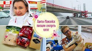 VLOG: Ханты-Мансийск Поехали смотреть котят /Выставка кошек/ВЛОГ ДОМОХОЗЯЙКИ/СЕМЕЙНЫЙ КАНАЛ/LifeVlog