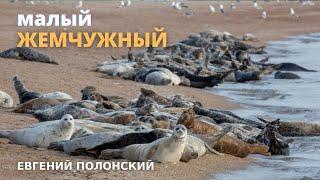 Остров Малый Жемчужный, Каспийская нерпа