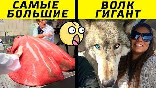 Вещи, Которые Оказались Гораздо Больше Чем Вы Думали