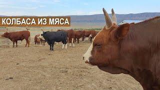 Калмыцкий скот и производство халяльной колбасы. Республика Дагестан, с Чиркей.