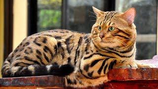 Самые удивительные и необыкновенные кошки!