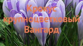 Крокус крупноцветковый Вангард 