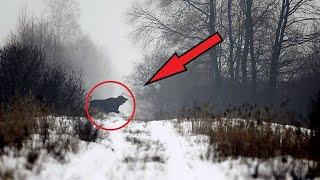 То что ученые обнаружили в лесах чернобыля ШОКИРОВАЛО весь мир