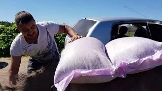 КАК ОСЛИКИ ОТРАБАТЫВАЮТ СВОЙ ХЛЕБ ТЕЛЕНОК СОСЁТ СОСКУ