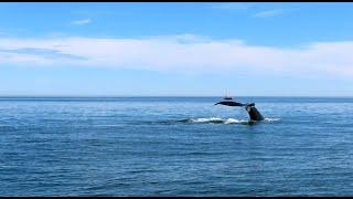 TADOUSSAC - CROISIÈRE AUX BALEINES EN ZODIAC - PARTIE 1