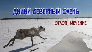 Дикий северный олень.  Отлов, мечение.