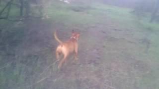 Питбуль Прогулка Тюльпаны PITBULL TERRIER Затерянные Места