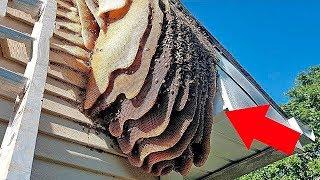 10 Самых Кишащих Насекомыми Домов, Которые Вы Должны Увидеть